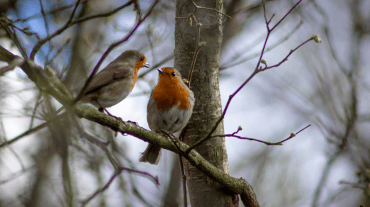 Two Red Robins Free Downloads: The Ultimate Guide to Attracting and Caring for These Beautiful Birds